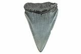 Fossil Great White Shark Tooth - South Carolina #273863-1